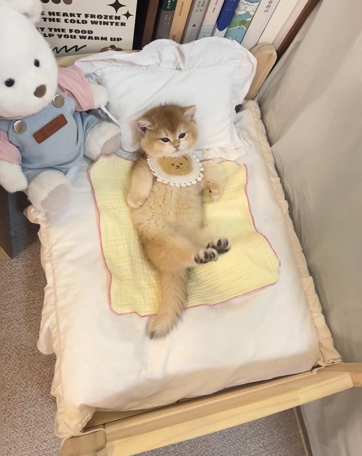 上周在阳台给猫搭了个半米宽的悬空吊床，正对着南向落地窗，底下就是我种的两盆猫草。