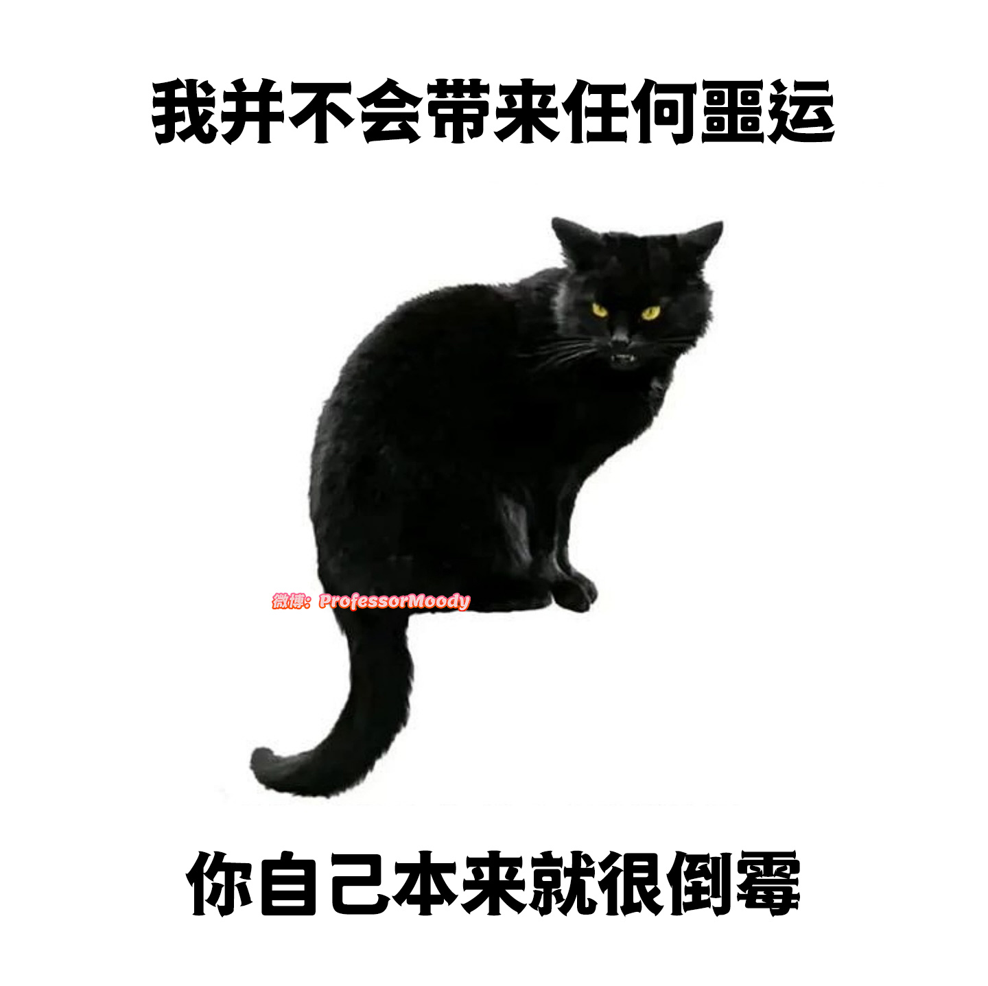 少怪小猫 