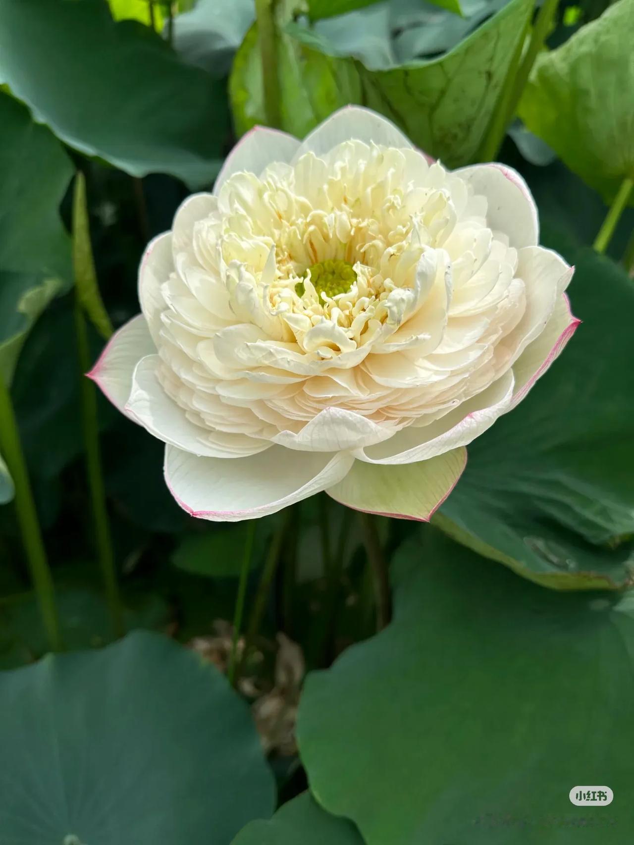 蚕市
——苏辙
枯桑舒芽叶渐清，新蚕可浴日晴明。
酒肴劝属市坊满，鼓笛繁乱倡优狞