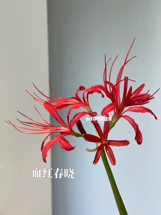 如果你刚好需要暗红色丝绒质感的花材