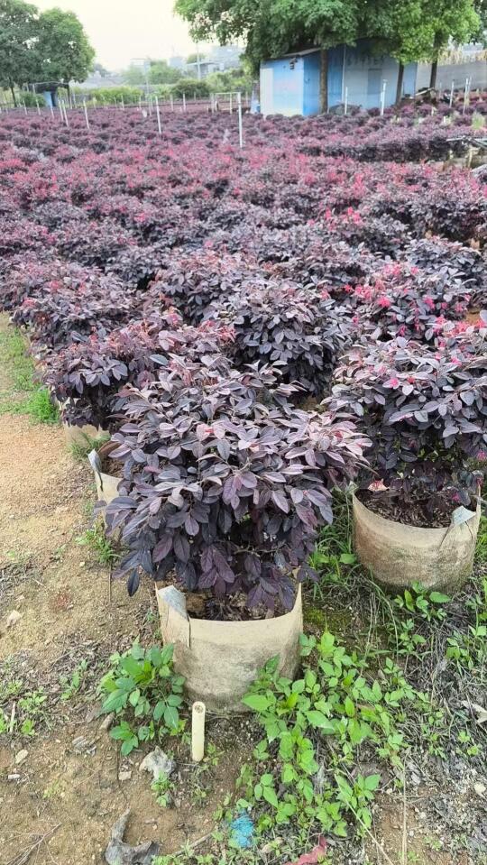 红花继木