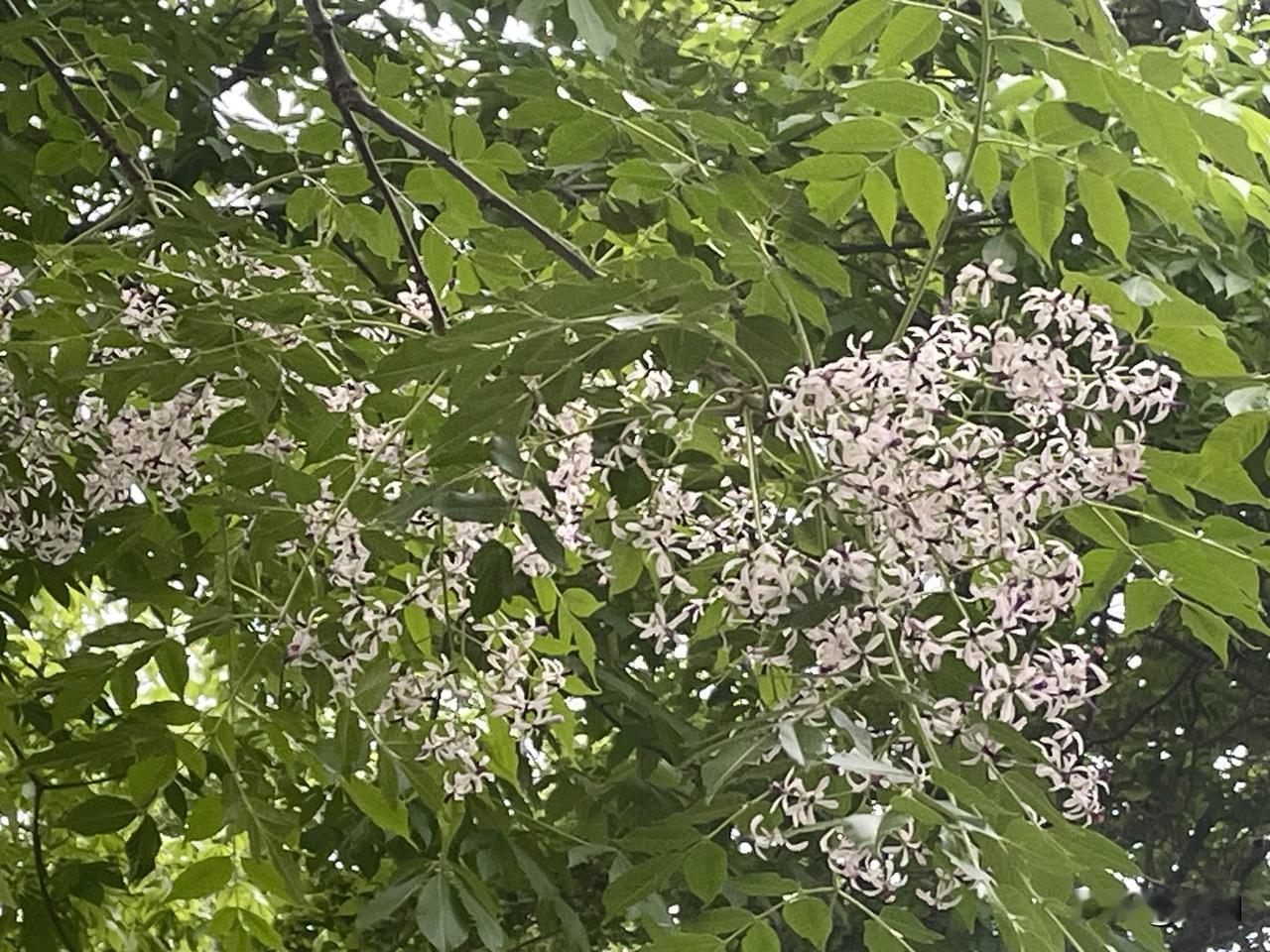 【蝶恋花•苦楝花开】
苦楝花开春褪去。
夏至来临，日晒天蒸酷。
早有池蛙闻讯鼓。
