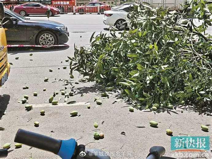 #广州身边事# 【满街果香？小心“空袭”！ #街头绿化芒是去是留惹争议#】芒果、