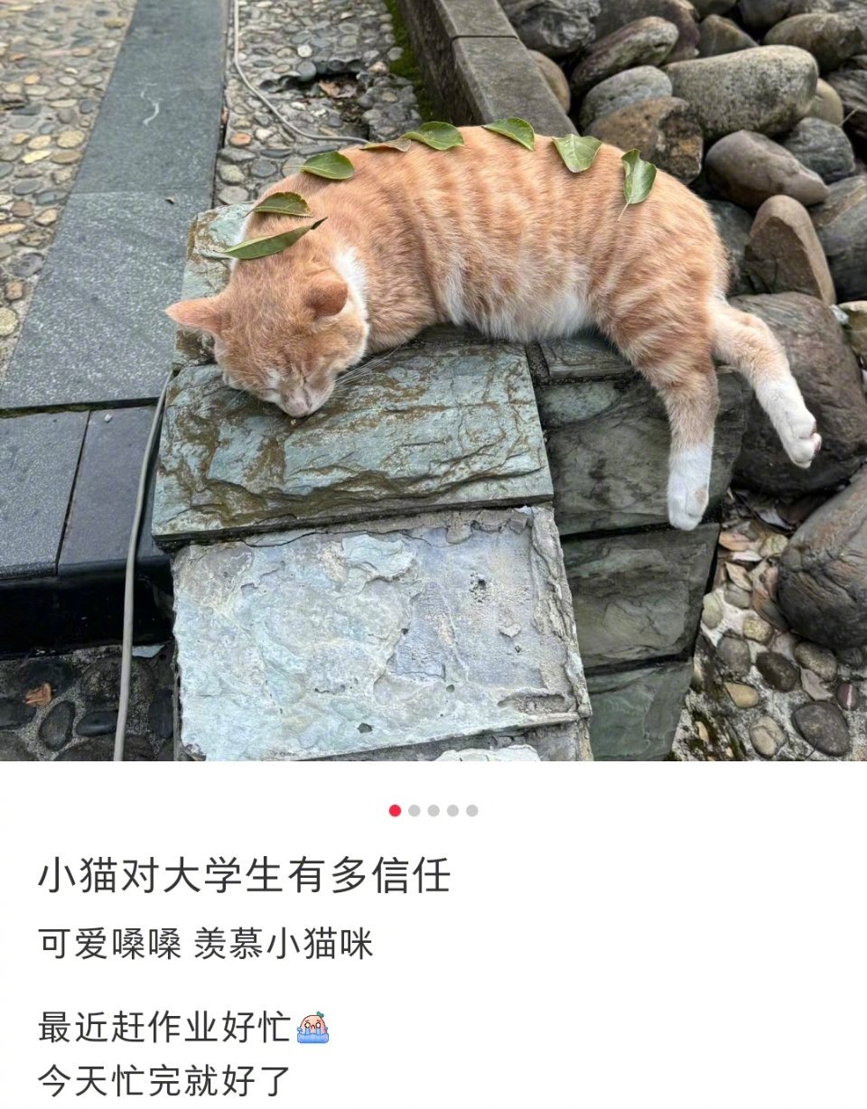 小猫对大学生有多信任经常看到校园里边的猫真的是一点也不怕人毕竟谁不喜欢朝气满满的