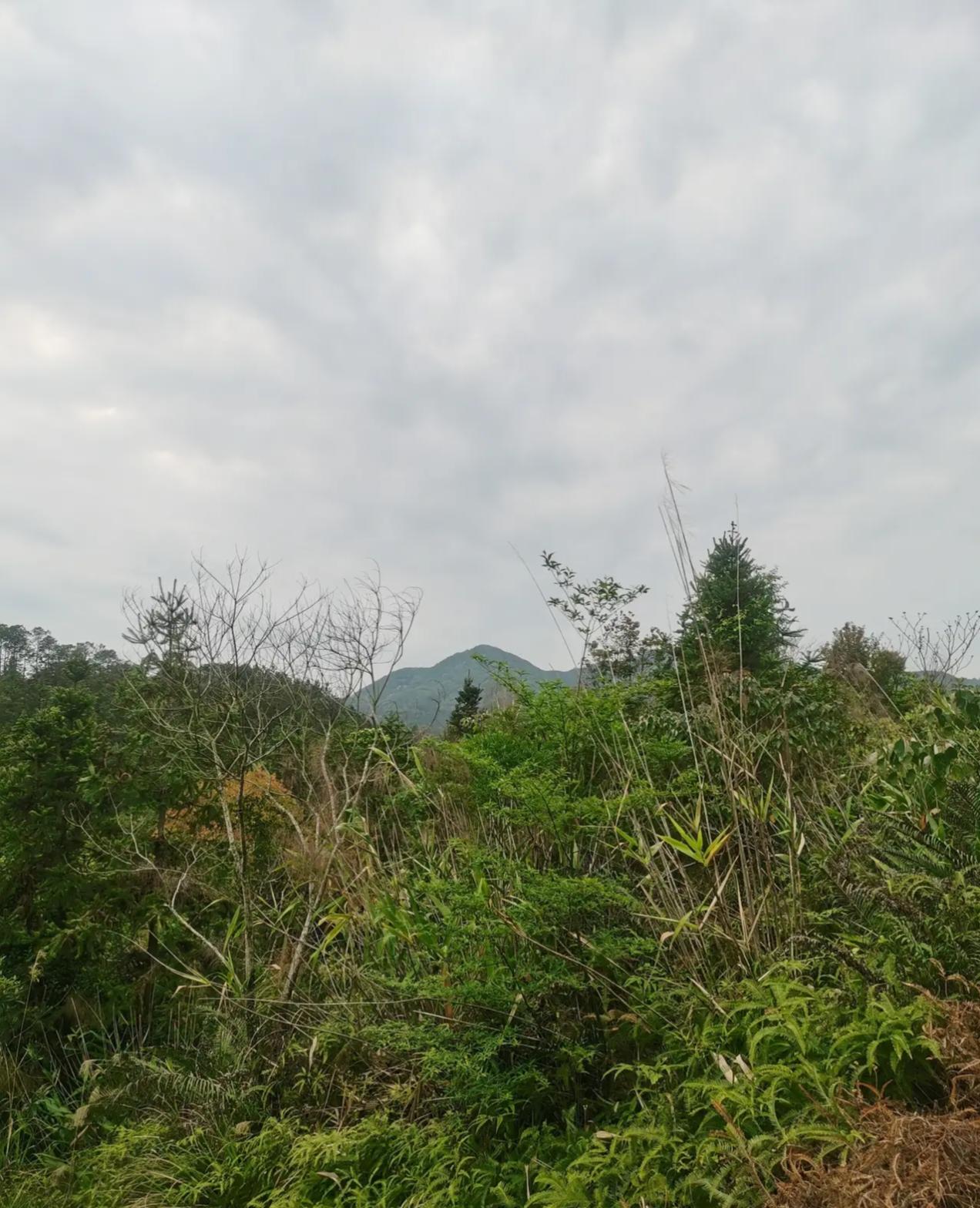 曾经的茂名十分贫困，土地贫瘠，但却蕴含着油页岩。20世纪50年代，专家发现油坑后