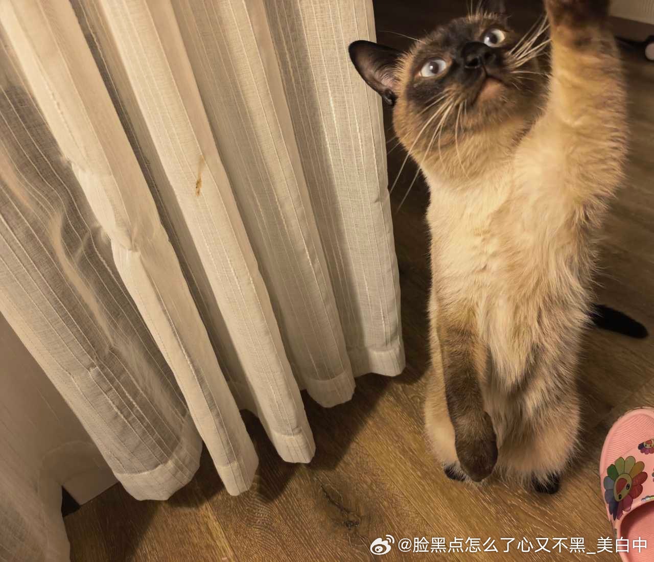 4126只黑脸灌篮黑手 