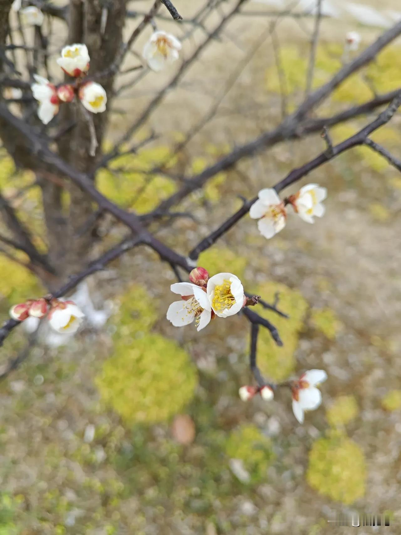 春日花语