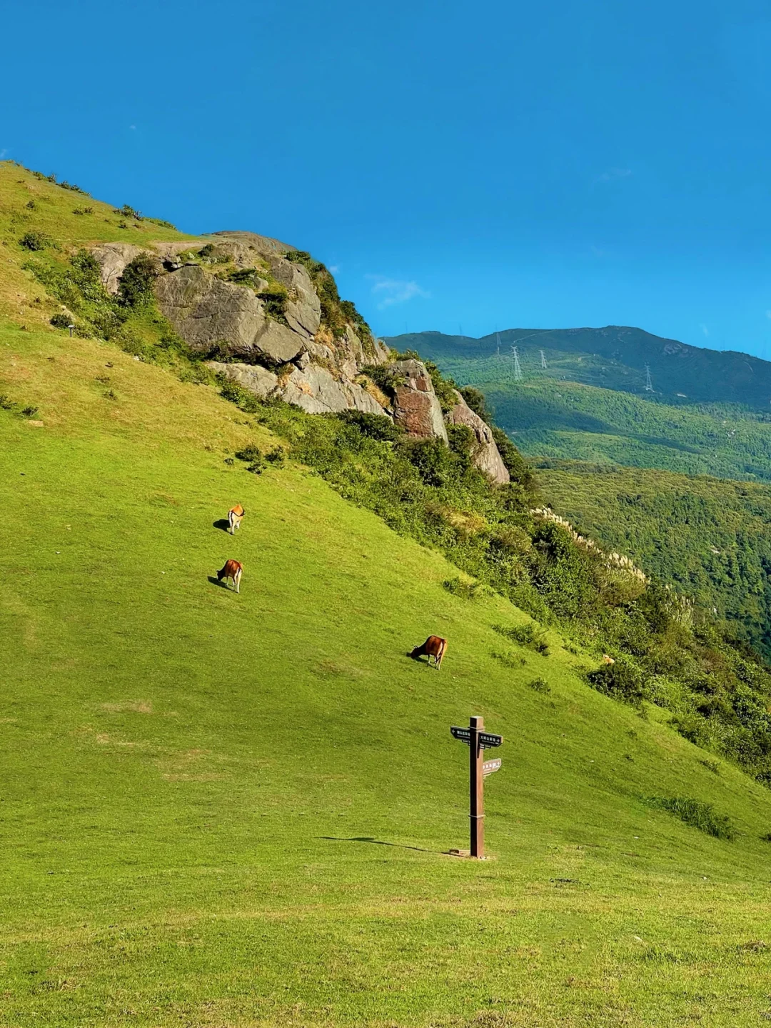 绿草如茵 这是福州最美的天然草场!!