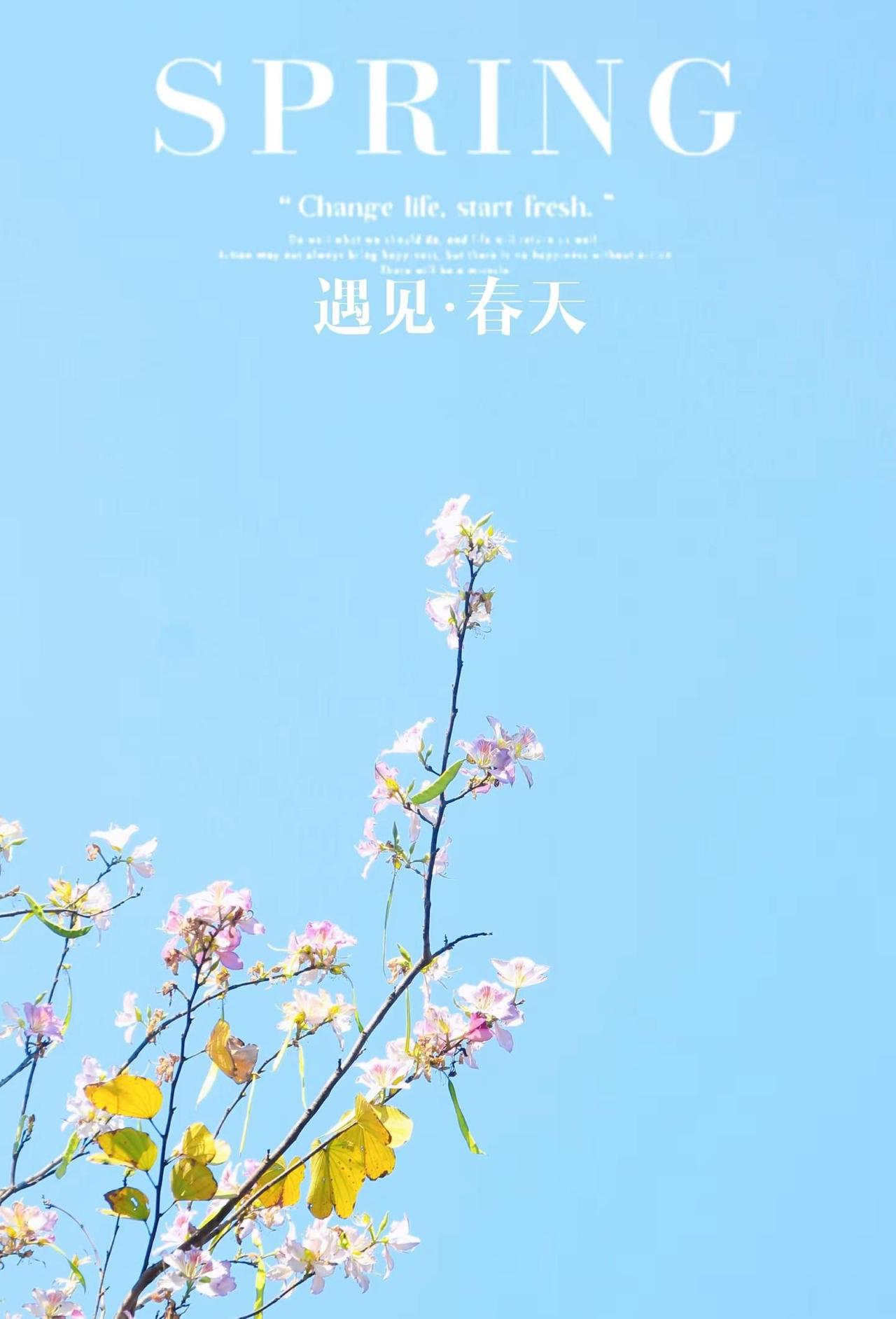 不必争艳，自成风景，紫荆一开，一树紫荆。海珠湿地公园 海珠湿地