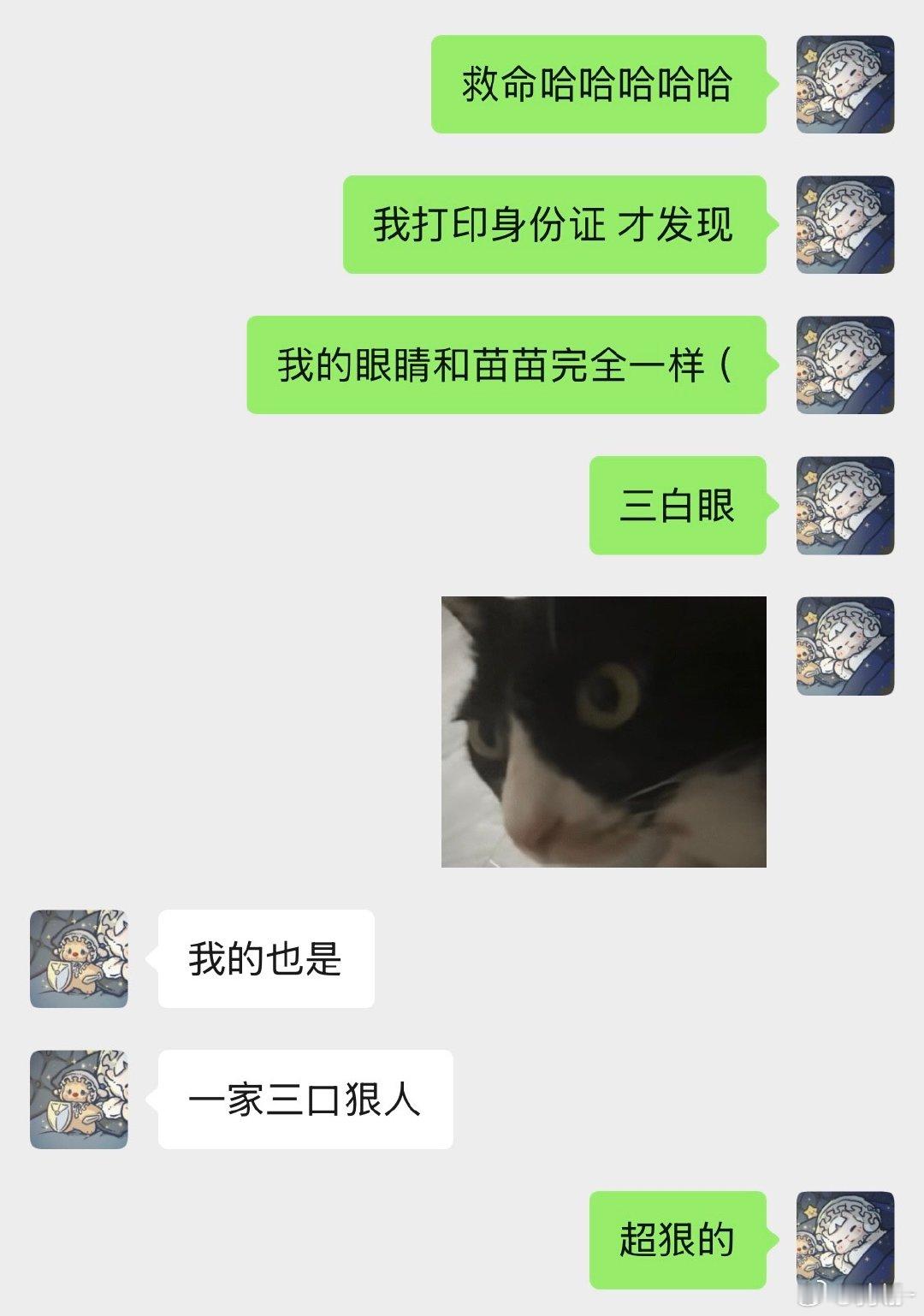 常常羡慕别人家的猫怎么是圆溜溜的眼睛，而苗苗是三角眼然后发现，孩子随家长