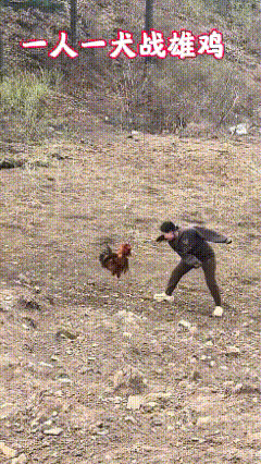 狗狗起什么作用？

一人一狗战雄鸡，
小院登时乱成戏。
猛犬腾身频作势，
威风竟