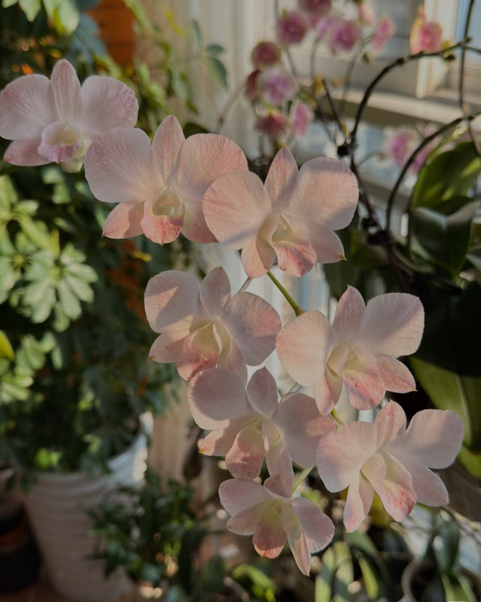 石斛兰的核心种植方法：1. 栽培方式：1️⃣附生（模拟原生环境）：绑在树干、蛇木