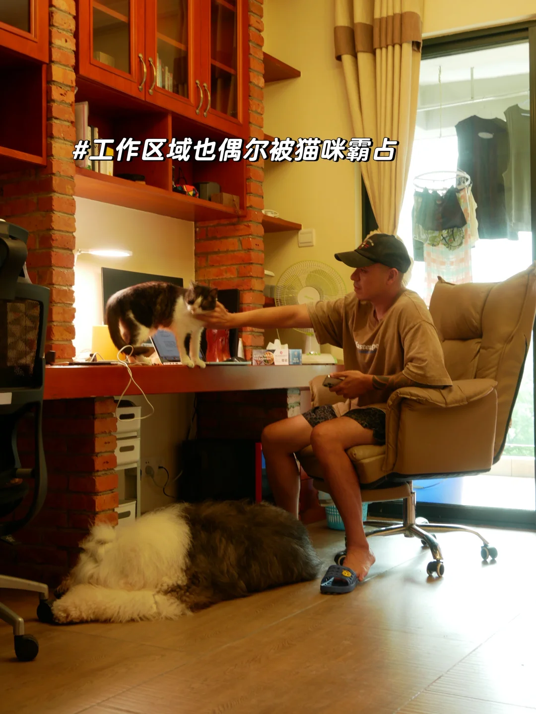 朋友说，根本看不出你家养了三只猫一只古牧