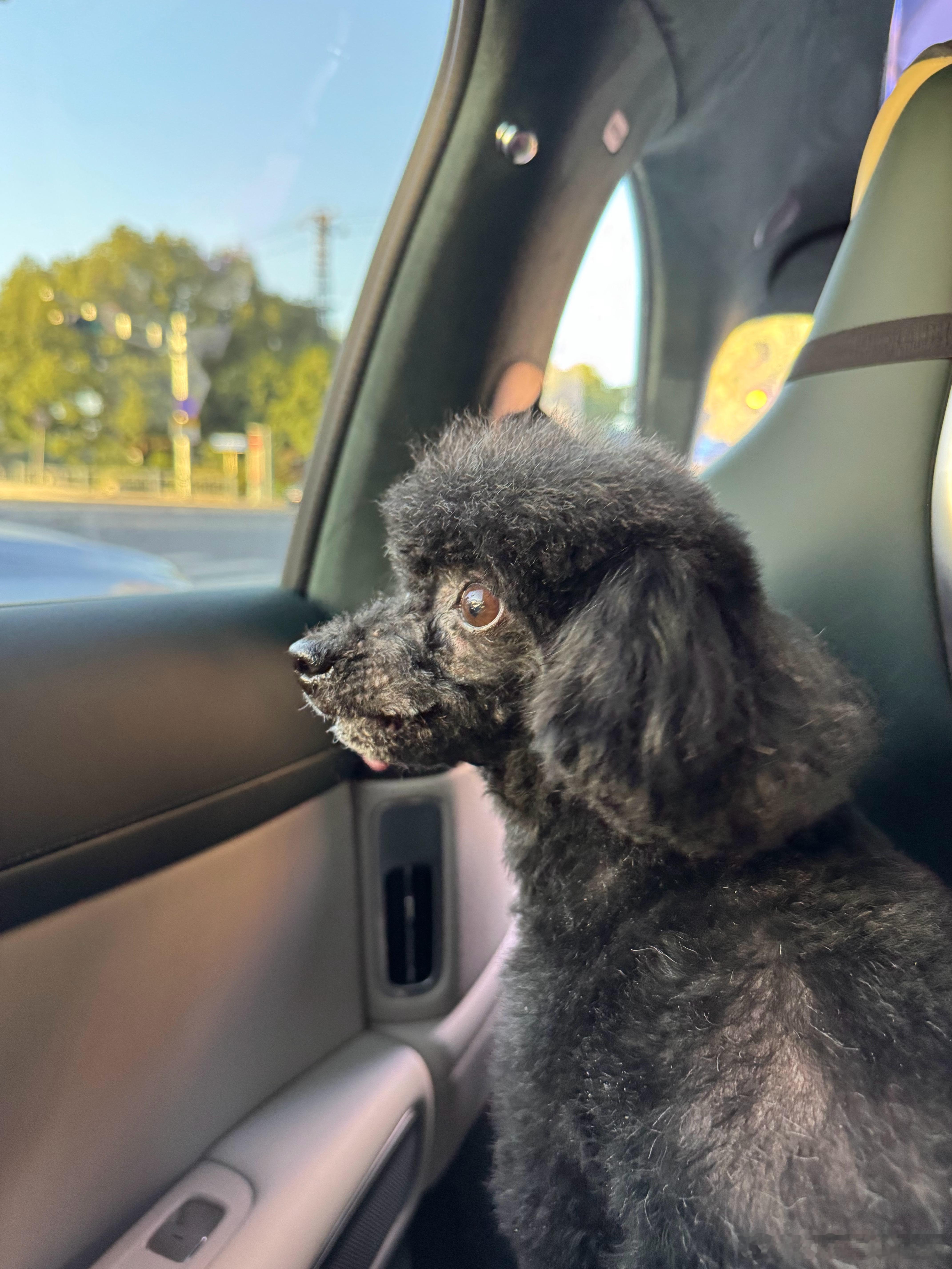 前天带潦草小狗去修了个毛洗了个澡现在咱不是潦草小狗了是富贵小老太了小老太挺会享受