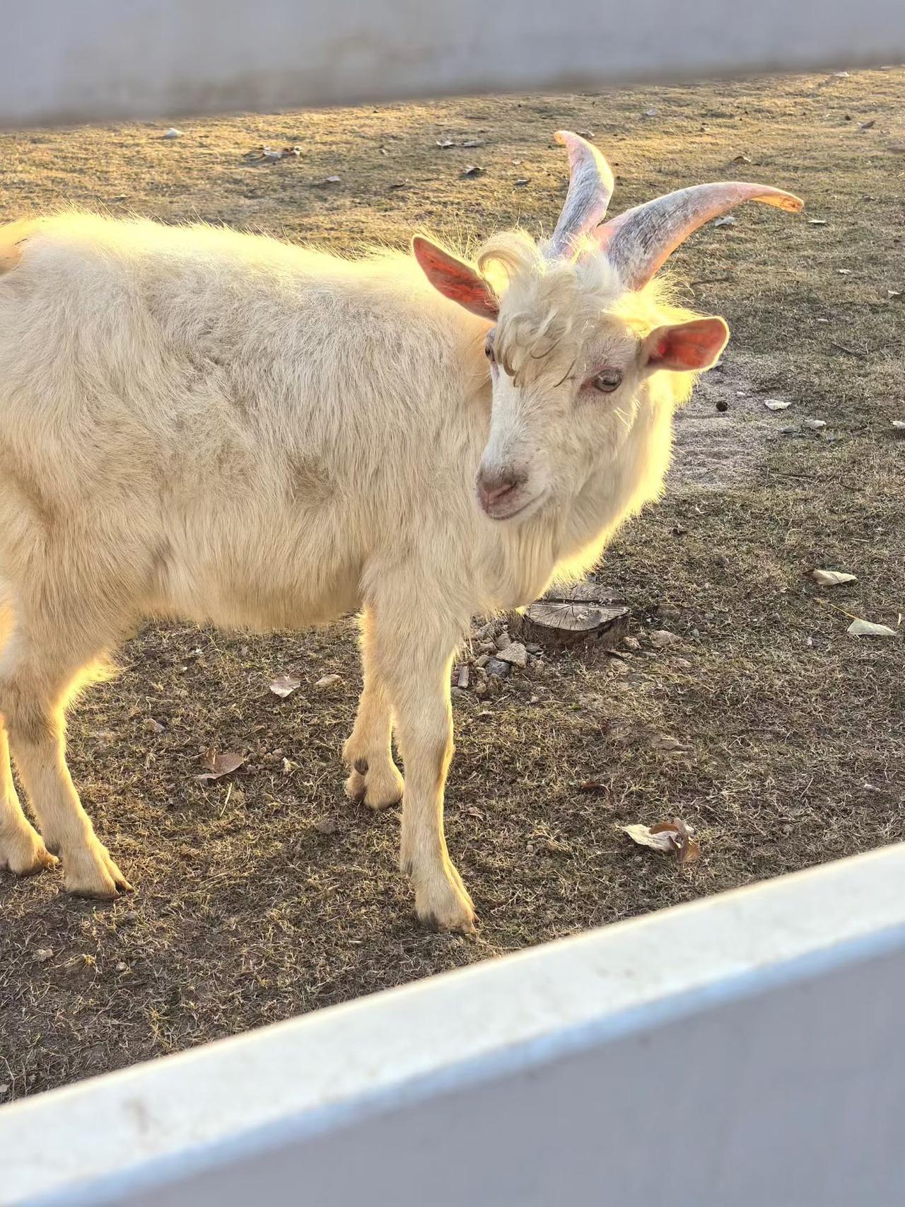 冬天的快乐天花板，被米禾农场的草莓摘出来了！
西安的小伙伴们，千万别错过这个神仙