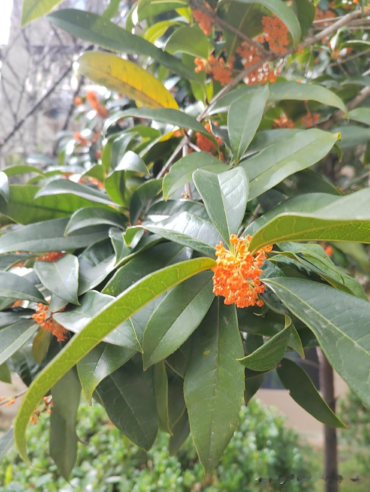 今天路过公园的一角，突然飘来一阵一阵浓郁的清甜味，顿时感觉一定是附近糕饼店传出来