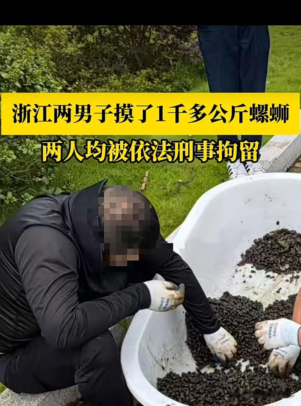 摸螺蛳被刑拘？？？没错，最近浙江两名男子摸螺蛳被依法刑事拘留了。
现场查获螺蛳3