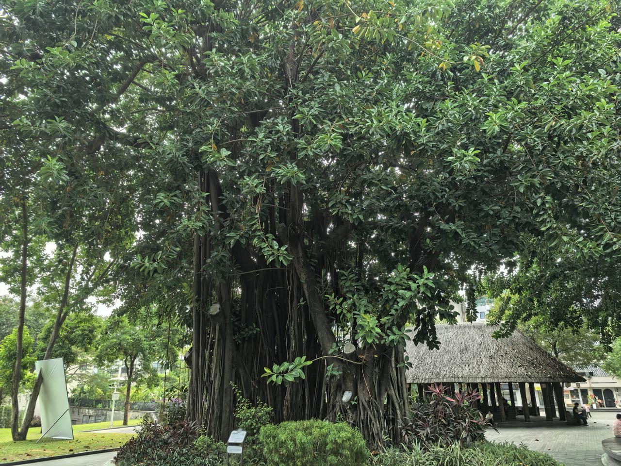 发一张图片，让我猜出你在哪里拍的这棵树130岁了，也算得上树中寿星。
