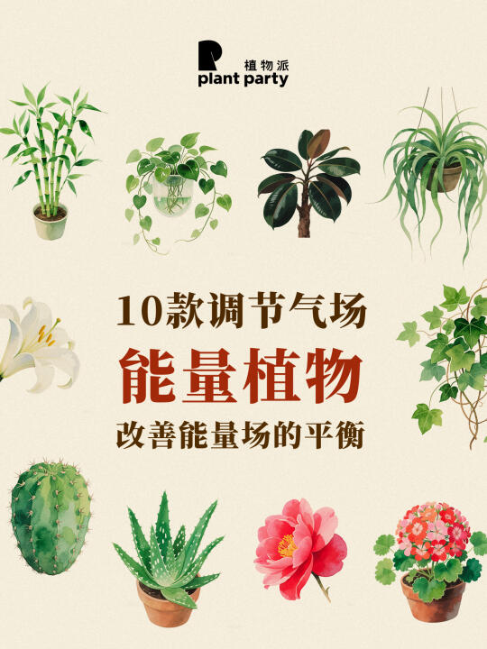 10种能量植物，悄悄帮你提升运气✨