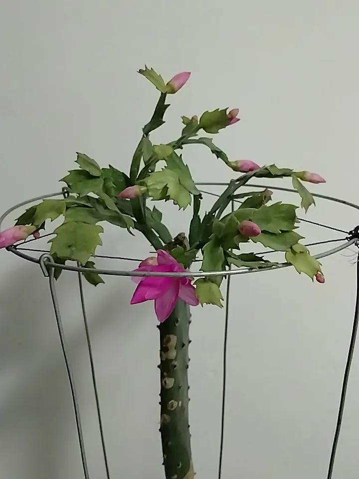 连续三次去我们这里的社区卫生服务中心拿复方氨酚黄那敏颗粒，都没有拿到，原因吗就是