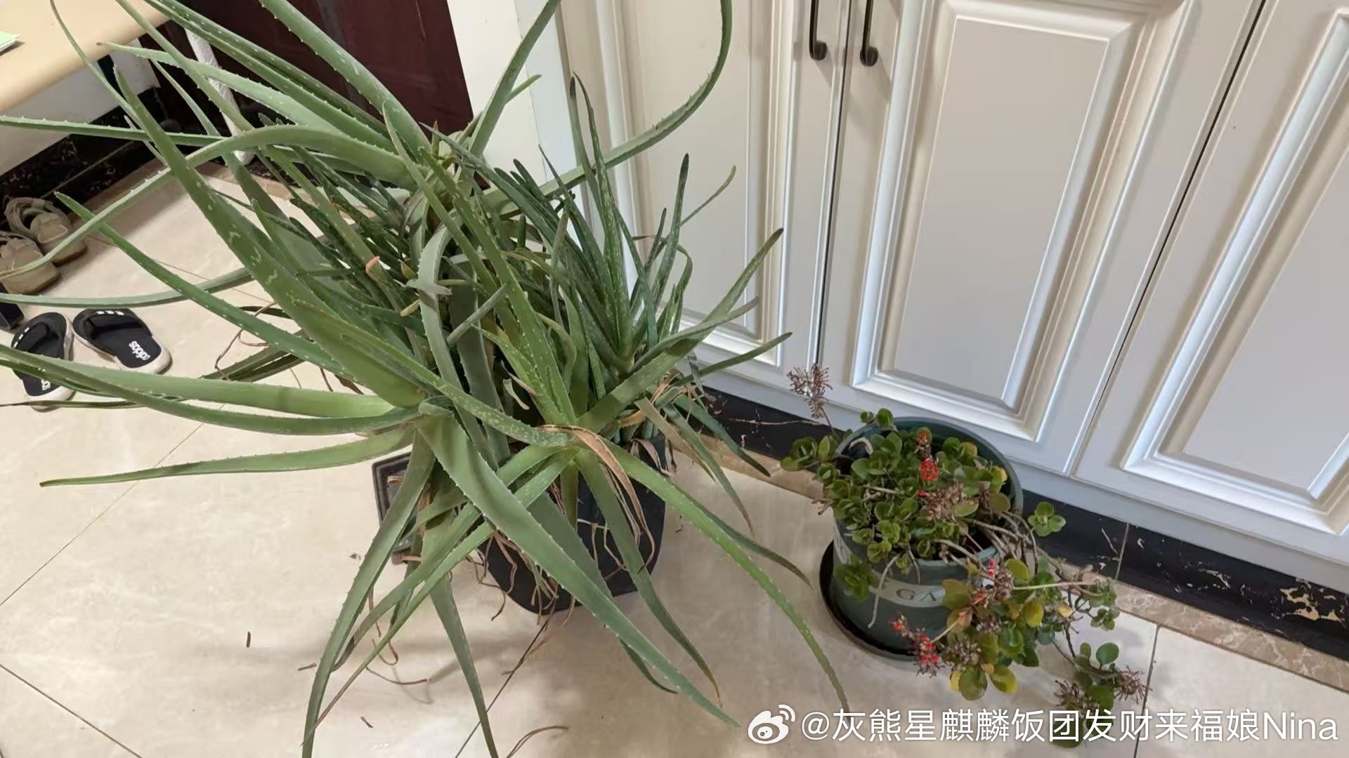 养了快八年的芦荟和海棠 托付给一楼有院子的邻居请继续好好长大哦