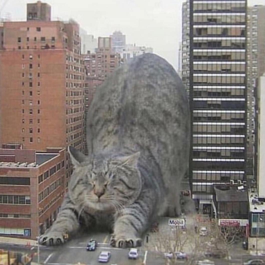 今天是猫之日，世界是一只巨大的猫猫 ​​​