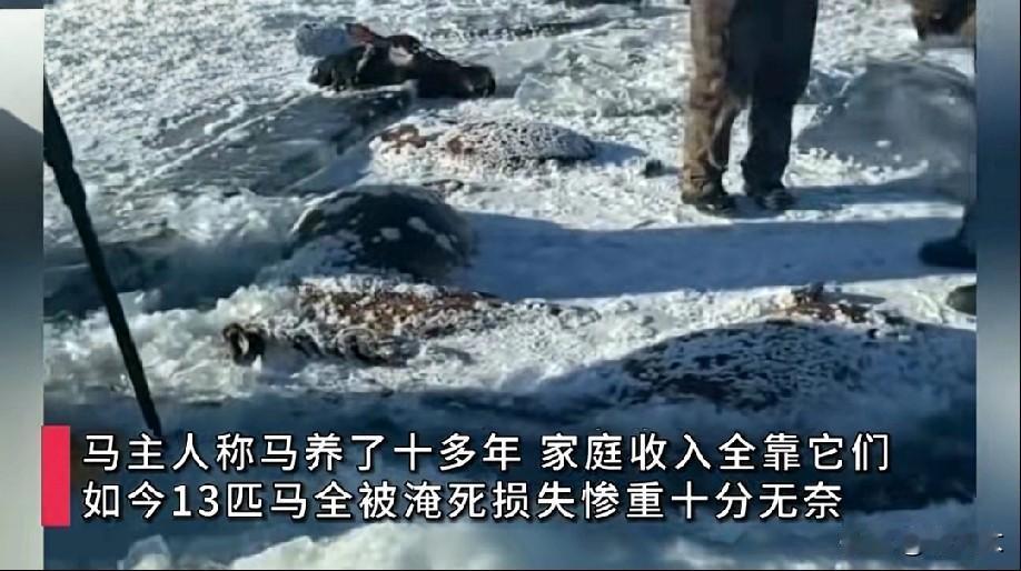 🔥黑龙江嫩江市七星泡农场发生一起13匹马集体坠冰溺亡事件，七旬马主损失超30万