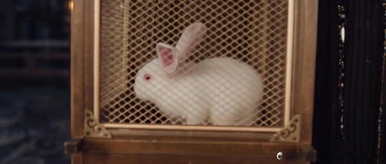 这兔子咋活下来的？“不是说归墟是死地”我一开始还以为晏柯附身到兔子身上呢鸟:为我