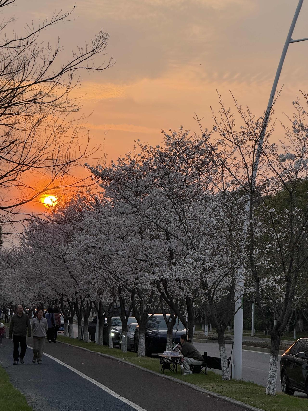 樱花夕照，别有一番浪漫。