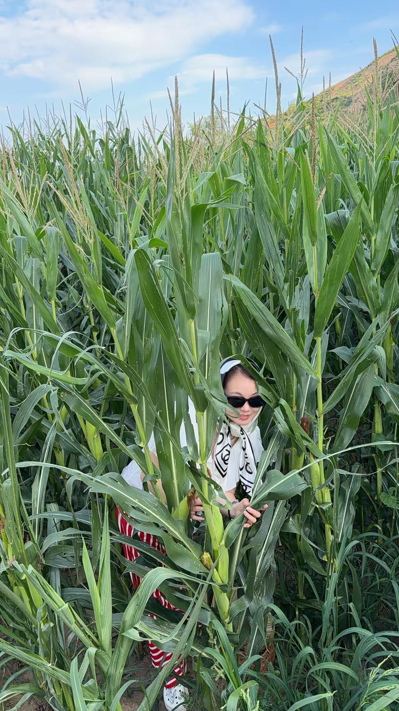 盛夏顶暑气，
钻进苞米地。
中午热汗淌，
难解是何意。