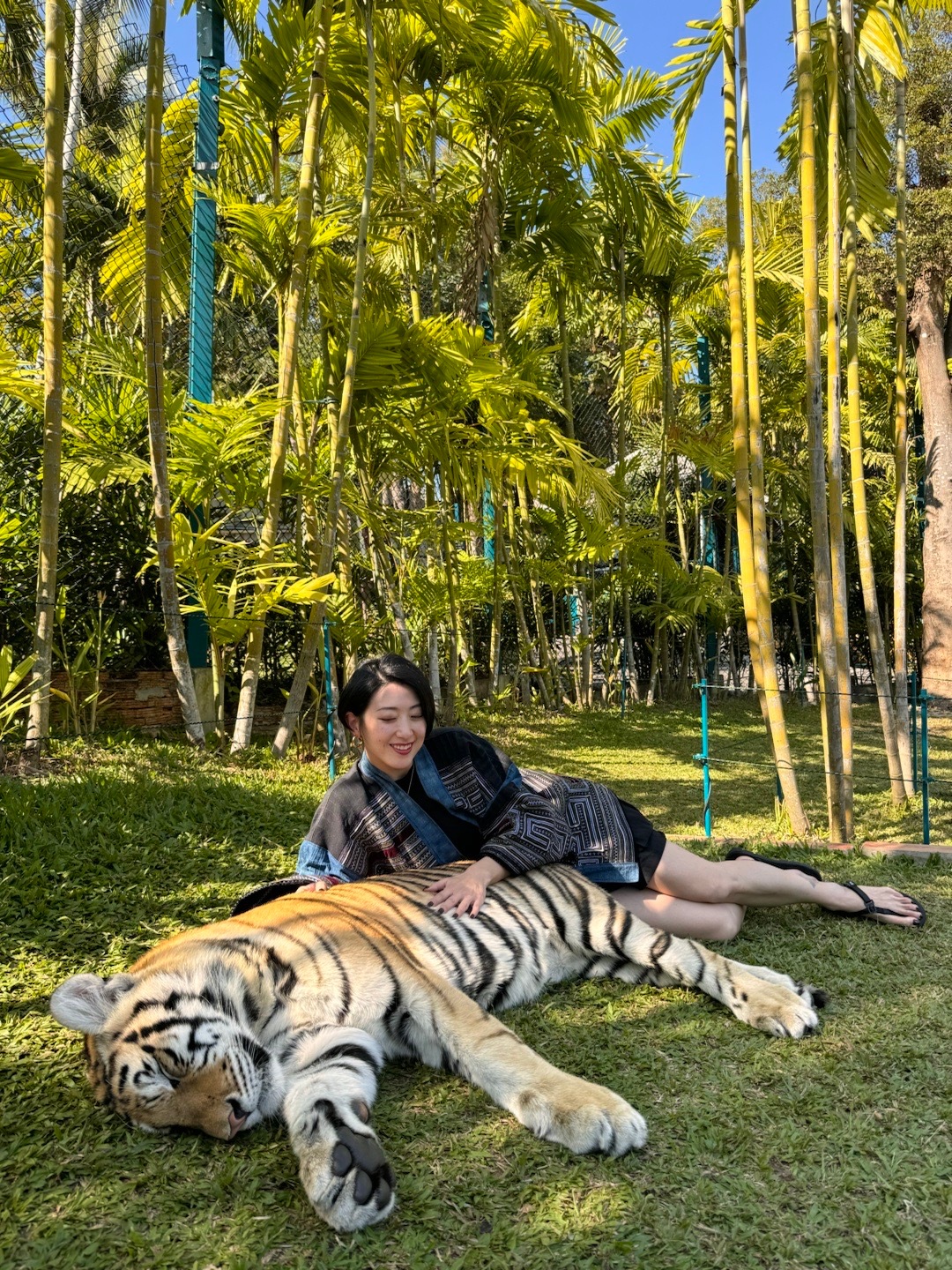 🐯 