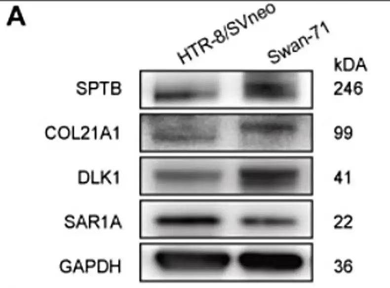 wb趋势，
wb定制，
wb代做
实验外包，
专业，
靠谱！