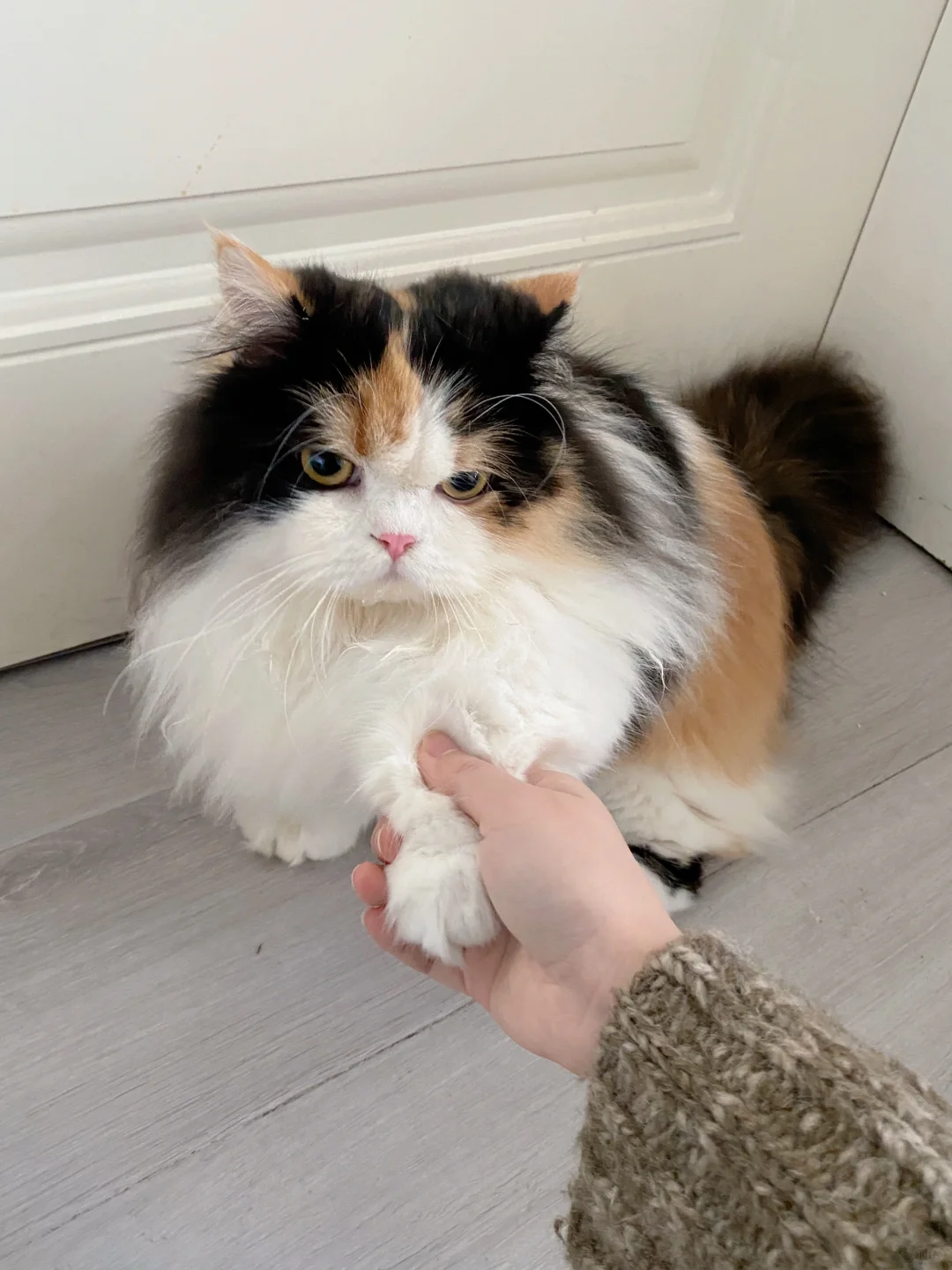 偶遇一只小猫🐱非要跟我走