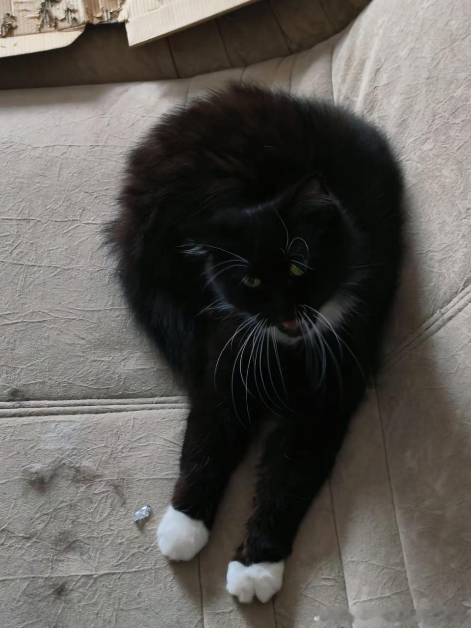 49428【丑猫】诡秘最新力作 