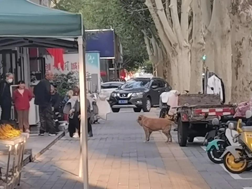 路过一门店，一只金毛狗不停地吼叫。
主人熟视无睹，没有人知道她的需求是什么。
作