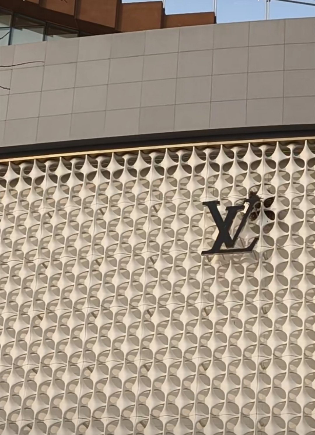 喜鹊在LV建窝其实这是个比较吉利的象征，农村长辈说