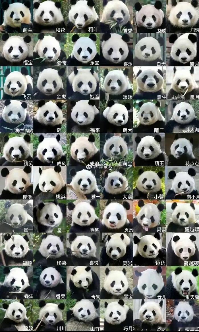 成年的大熊猫在野外几乎没有天敌和你们讲，大熊猫最大的天敌就是它们自己，每天摔的鼻