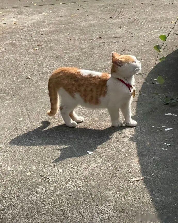 晒晒太阳 宠物卖萌中心 ​​​