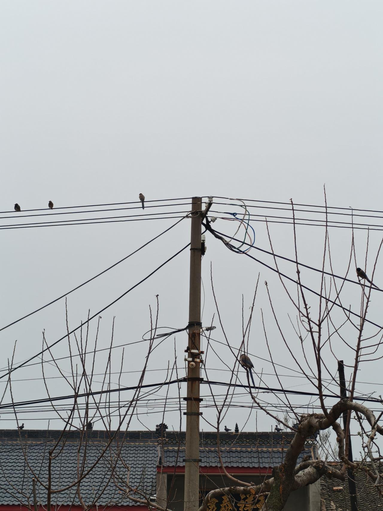 农家起身早，风光无限好。乡村五线谱，和风听啾啾。