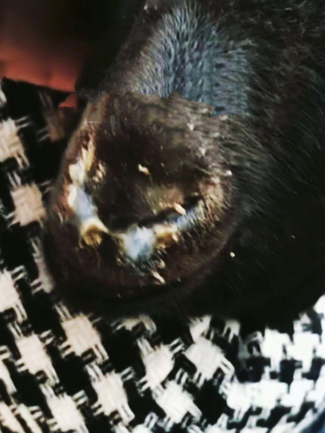 养羊人 农村养羊