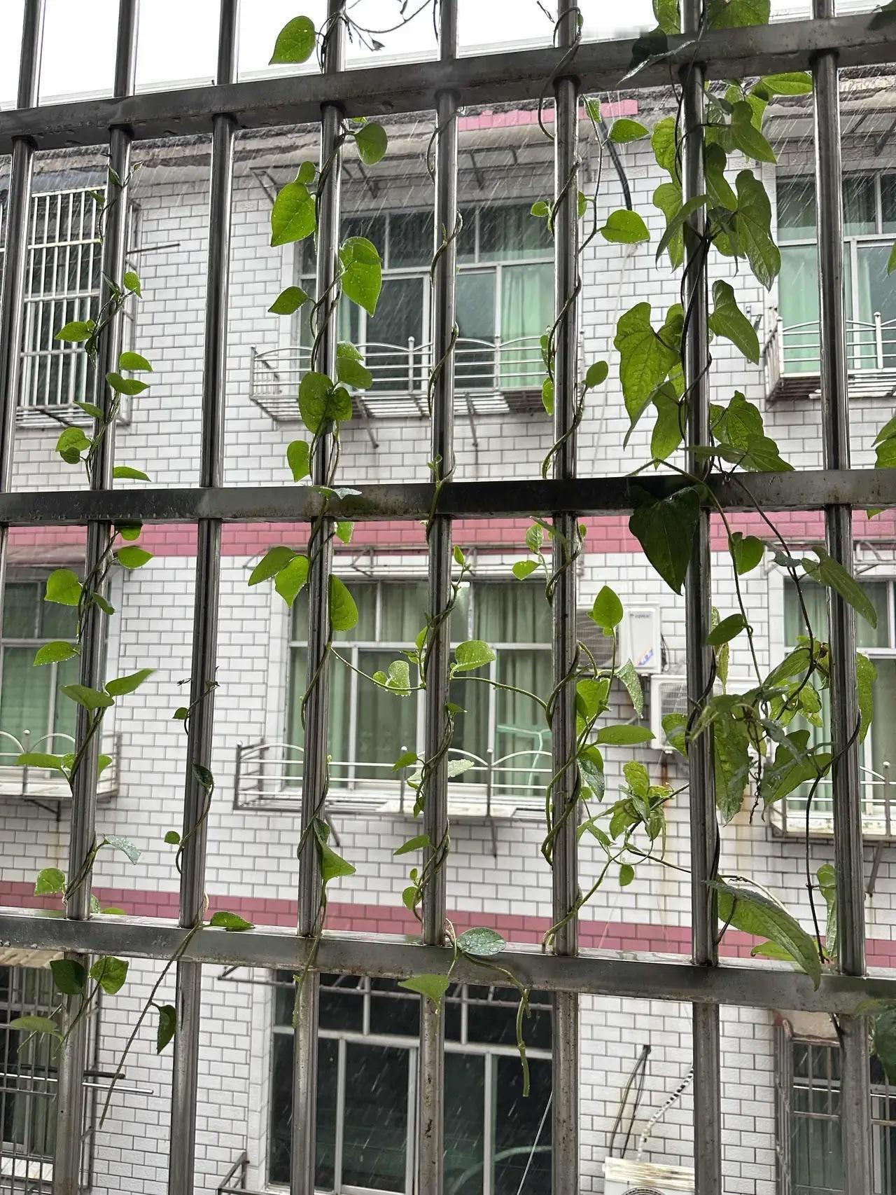 有个惊人的发现！

上次台风来袭，7月11日剪断缠绕在阳台窗棂上的木耳菜藤蔓，历