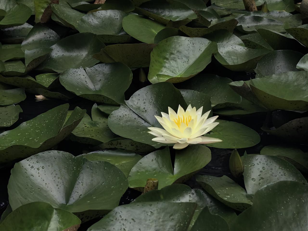 孤芳