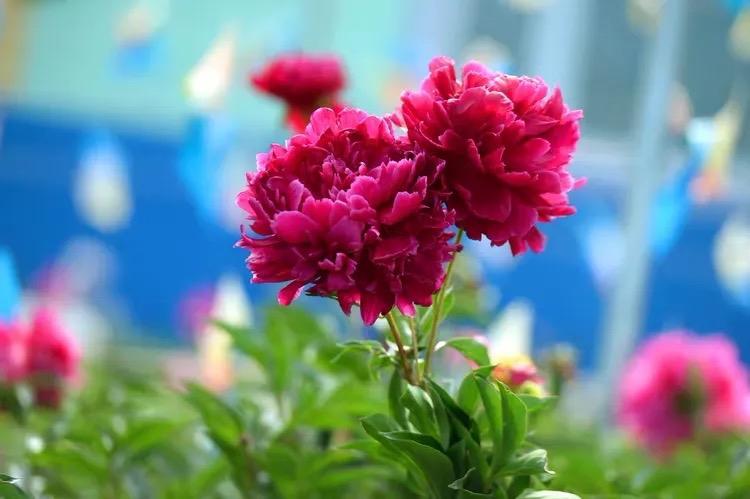 【越调 · 小桃红】咏花相芍药

雅称花相占春芳。折赠情悠扬。执手临歧别愁漾。盼