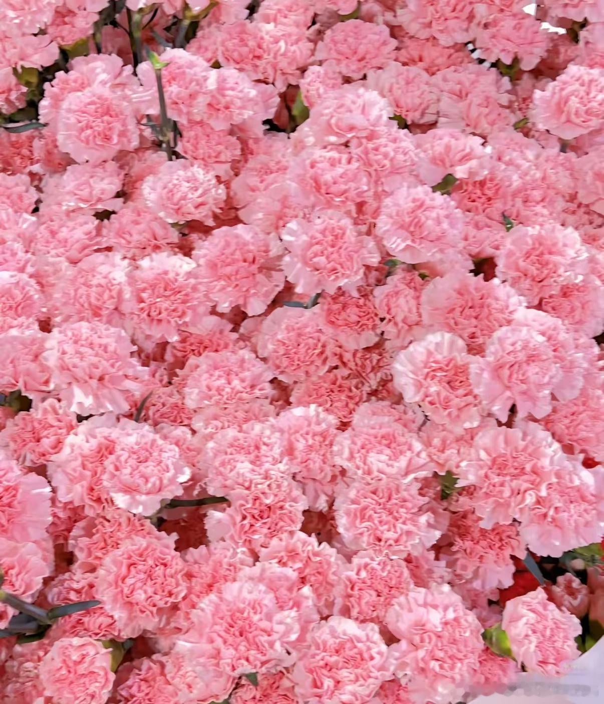康乃馨的种植方法：1. 栽培方式：泥炭土+珍珠岩+椰糠，疏松透气排水微碱性土壤；