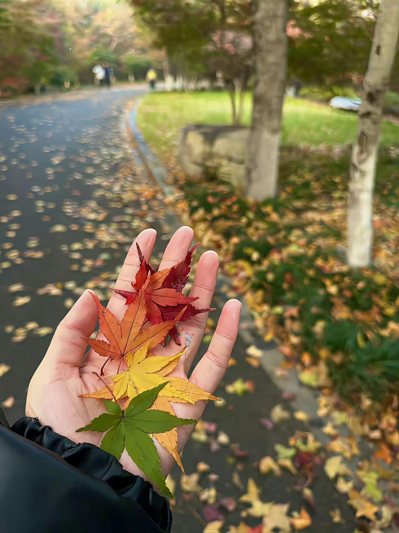 秋风飒飒越枫林，
小径幽幽满地金。
登高望远寻归雁，
清歌几曲抚瑶琴。