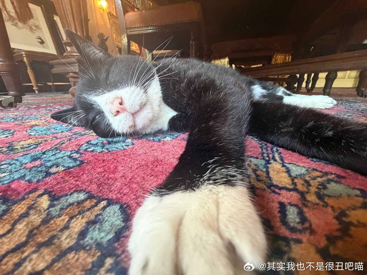 50169【丑猫】猫博物馆的镇馆神兽 