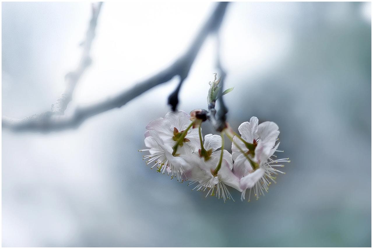 分享你的花卉摄影作品