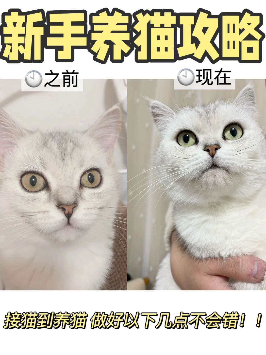 新手养猫攻略！猫咪长肉发腮Whycat猫粮上分