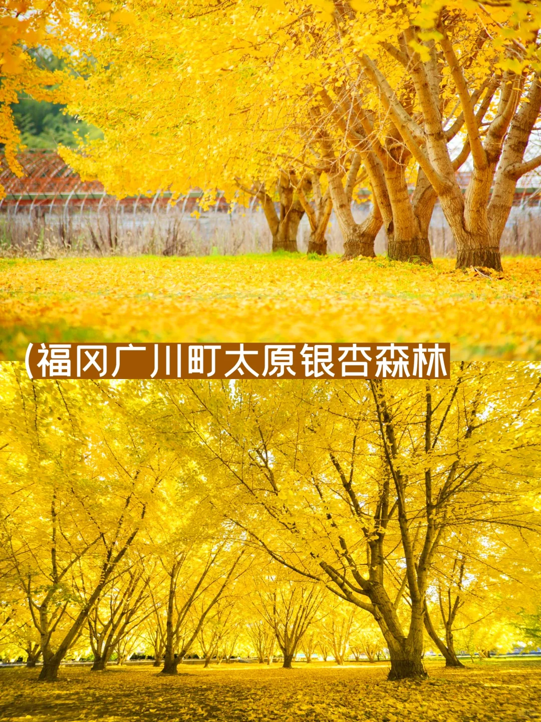 🍂 日本银杏黄了！全境攻略 🍁