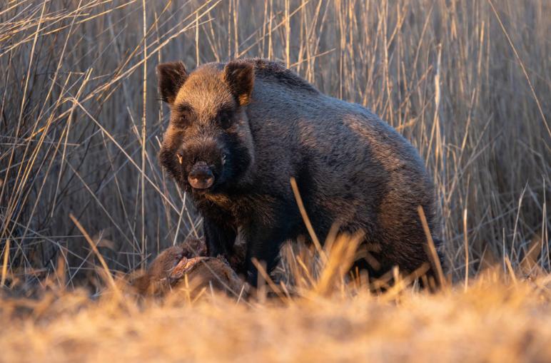 蒙古境内发现的野生动物，它叫什么？